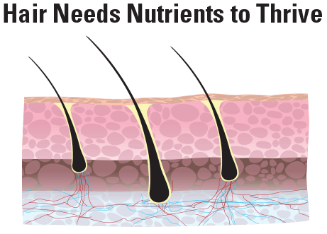Cross-Section of Hair Growth